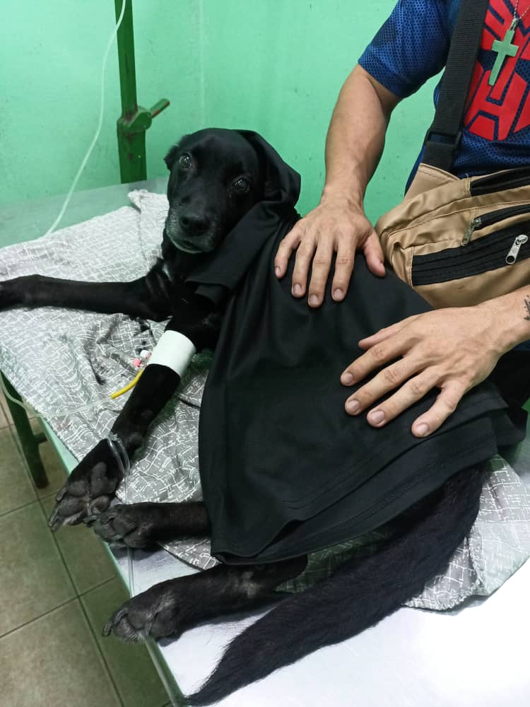 🆘URGENTE🆘

Este perrito llamado Charlie de encuentra grave, tiene gastroenteritis parasitaria e insuficiencia renal, y la hemoglobina en 2. Necesita urgente una transfusión de sangre para poder sobrevivir.

SE NECESITA UN PERRO 🐕 QUE PUEDA DONAR SANGRE 🩸. Debe cumplir los