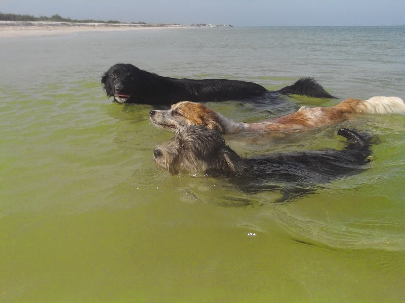 The Dogs of Celestún tweet media
