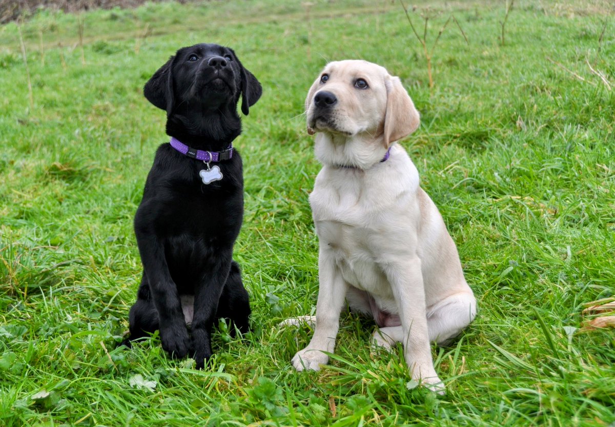 De zusjes Miley &amp; Mila
Allebei in opleiding voor het <a href="/KNGFGeleidehond/">KNGF Geleidehonden</a> #puppypleegezin <a href="/KNGF_Honden/">KNGF_Honden</a> 
3.5 maand oud heerlijke pups