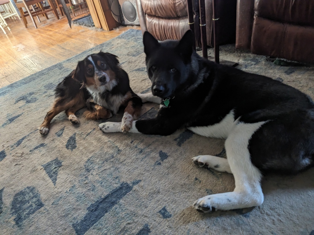 PerfectPupLLC's tweet photo. "My dog’s motto: If you can’t eat it or play with it, just bark at it! 🐾😆"
#PerfectPup #DogTraining #FortWayne https://t.co/AspMyzGKKf