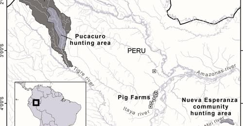 📄 Lee el artículo completo en el siguiente enlace:
Monitoreo de enfermedades virales en pecaríes de la Amazonía peruana.
📷 Read the full article at the following link:Monitoring of viral diseases in peccaries in the Peruvian Amazon.
link.springer.com/article/10.100… 
 
#Investigación