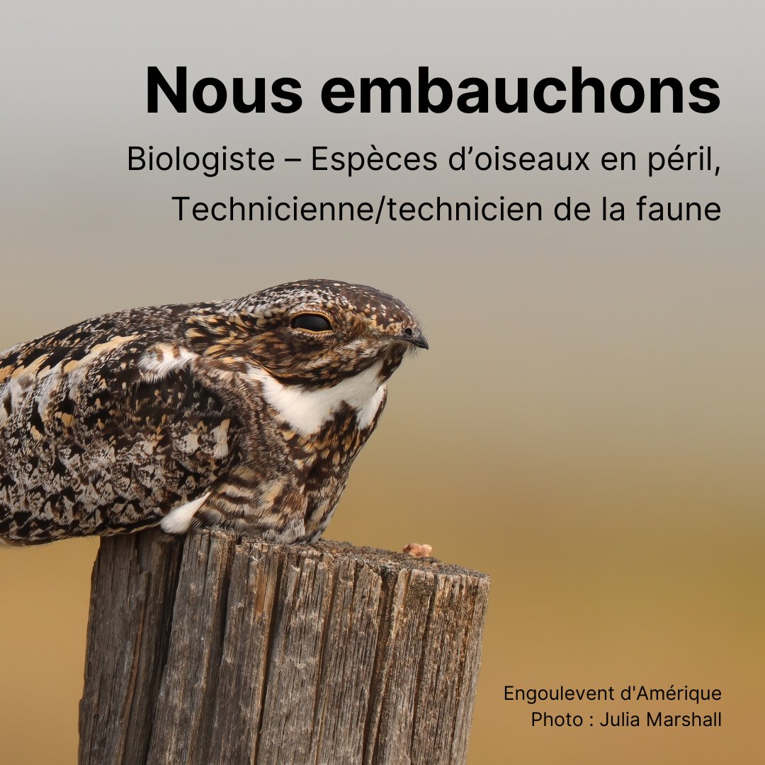 Join the flock! Birds Canada is looking to fill two roles in British Columbia: a Species-at-Risk Biologist and a Wildlife Technician.

Check out our job opportunities page to learn more about each position and to apply: birdscanada.org/about-us/job-o…
