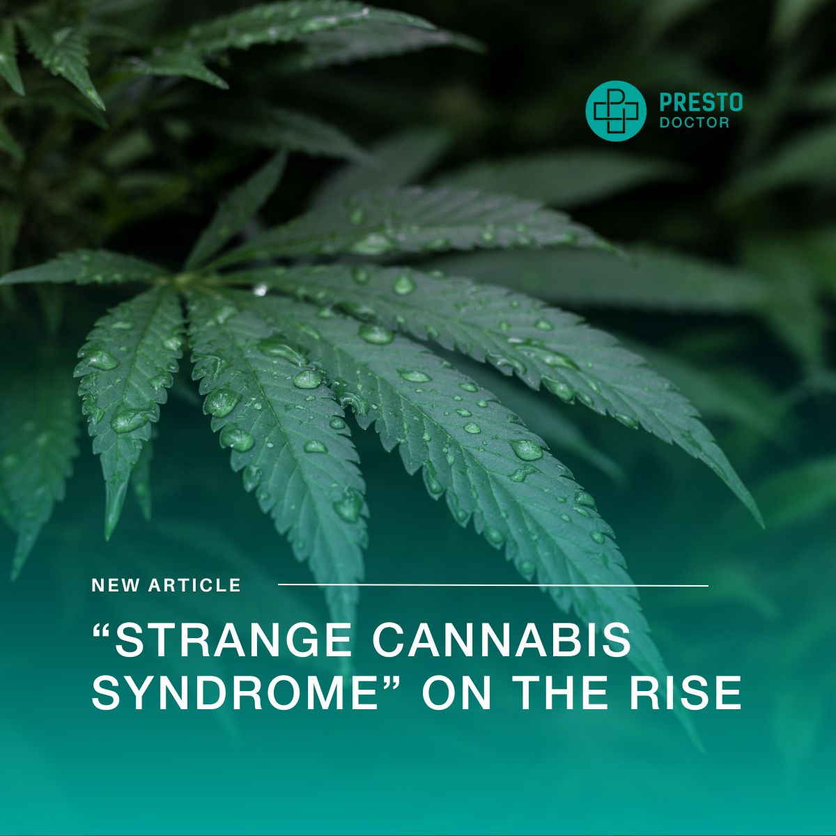 While cannabis offers many benefits, some long-term users experience an alarming condition known as Cannabis Hyperemesis Syndrome (CHS), sometimes called Strange Cannabis Syndrome. Link in bio for more information.