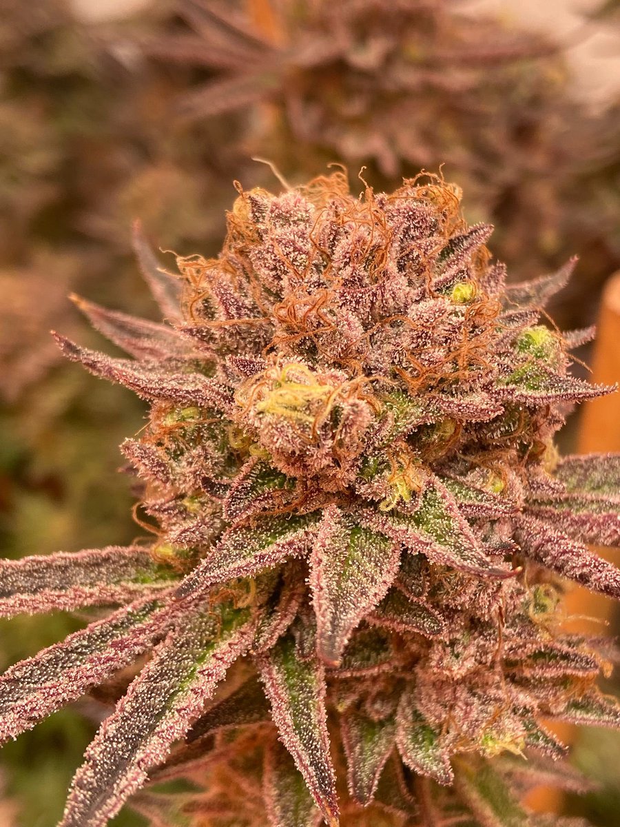 TrichomeScience's tweet photo. Serious Cookies, ready to freez! ❄️✂️
#hream https://t.co/7WT3ZP9Q9S