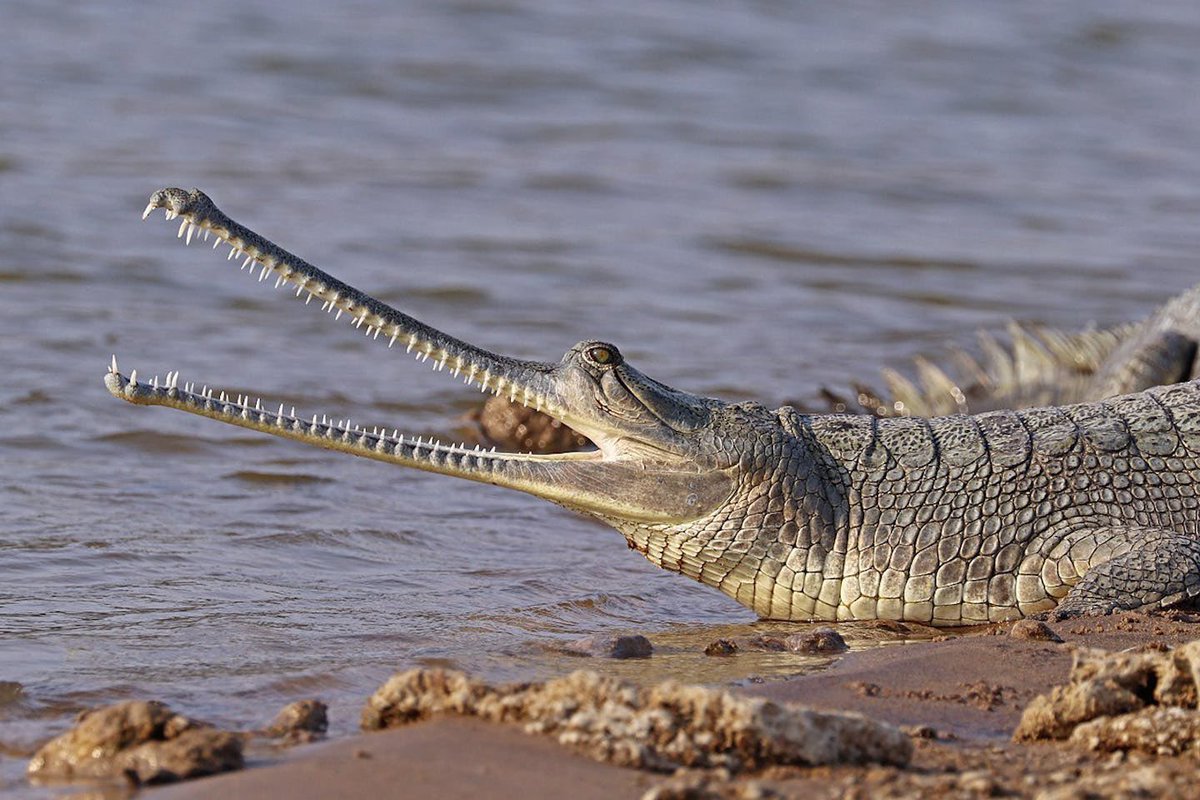 waterbuffalo69's tweet photo. @boywonder1127 Can introduce you to Gharial, imo the craziest type of those long snouted reptiles? https://t.co/GmwPajQa6G