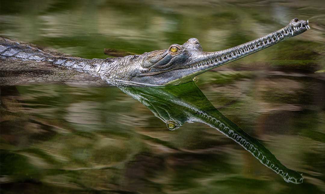 waterbuffalo69's tweet photo. @boywonder1127 Can introduce you to Gharial, imo the craziest type of those long snouted reptiles? https://t.co/GmwPajQa6G