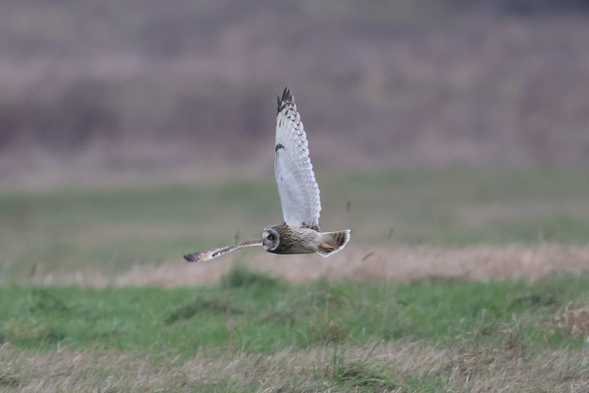 bcbeancounter's tweet image. Shortie search today......