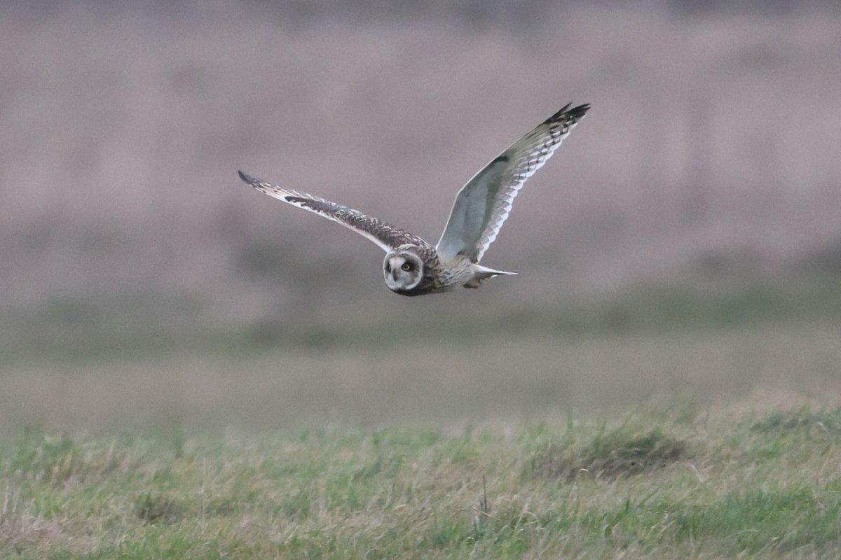 bcbeancounter's tweet image. Shortie search today......