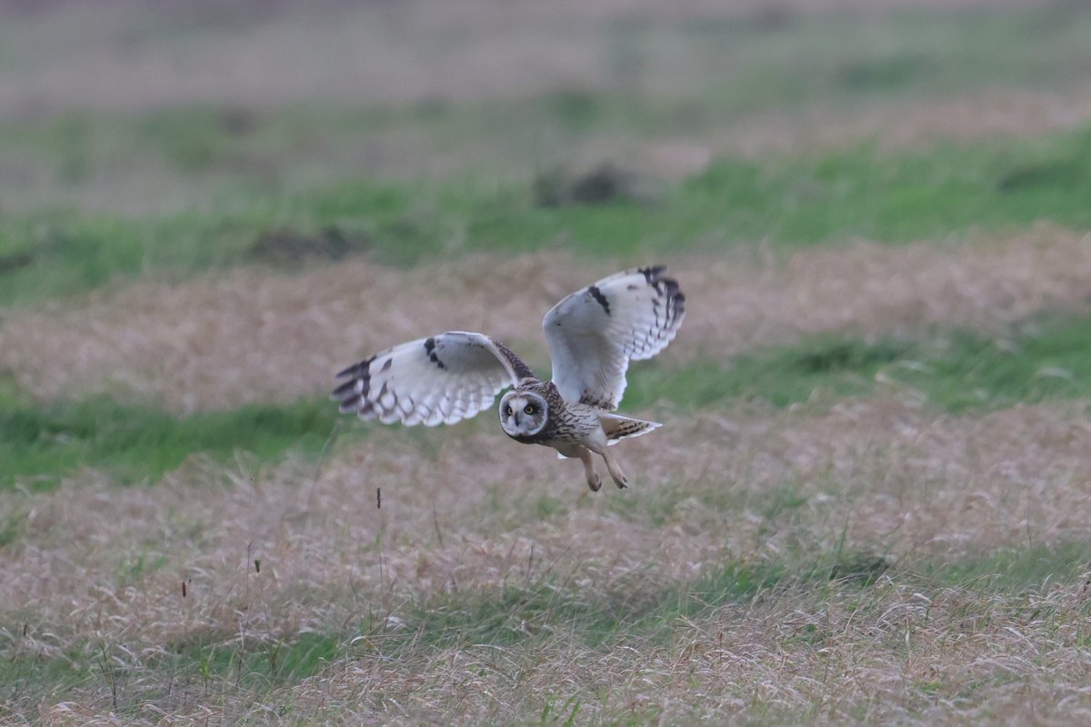 bcbeancounter's tweet image. Shortie search today......