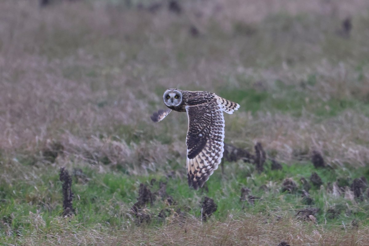 bcbeancounter's tweet image. Shortie search today......