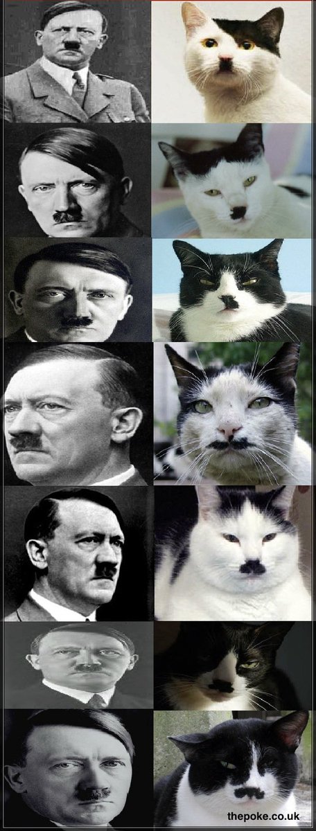 @historyinmemes Cats that look like Hitler. https://t.co/4Gw79GcaTW