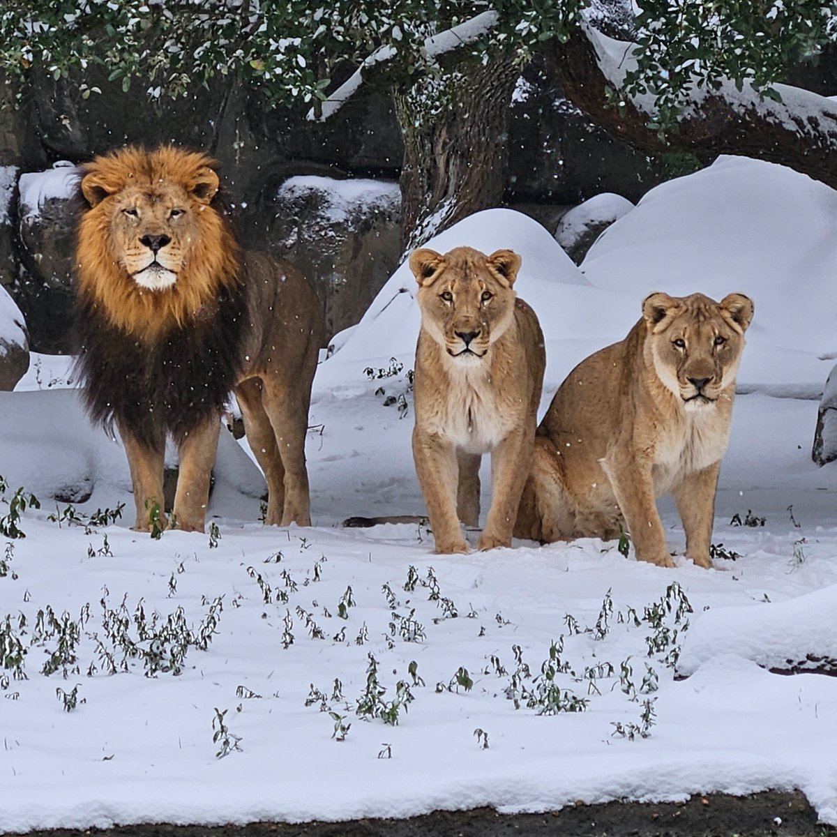 Houston Zoo tweet media
