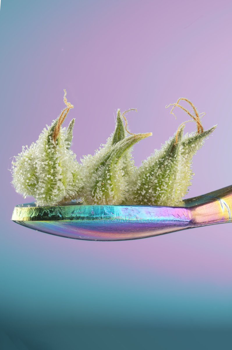 Terpshotzphotography tweet media