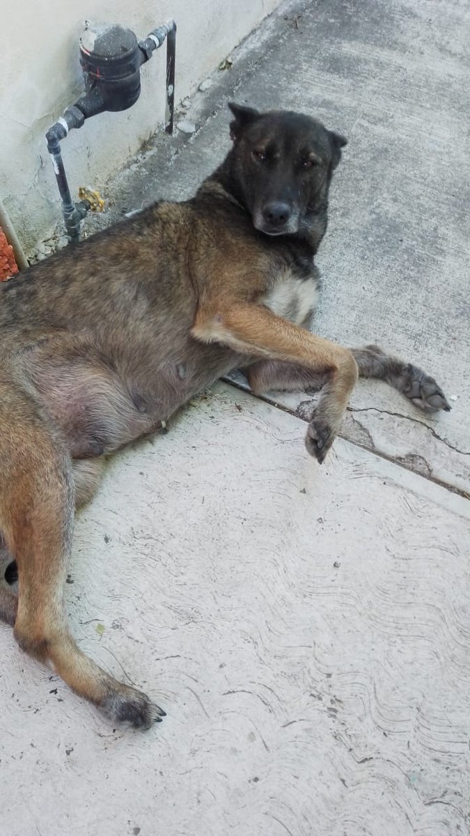 EmmiPau's tweet photo. Perritos abandonados en Col. Las Aguilas. La semana pasada una señora los bajo de su camioneta y los dejó a su suerte 😓 2 Vecinas les estan dando de comer pero no se los pueden quedar. Alguien que pueda apoyar y ser casa puente?
#ayuda #gdl #adopcion #lasaguilas @Trafico_ZMG https://t.co/kIjbD8jZzx