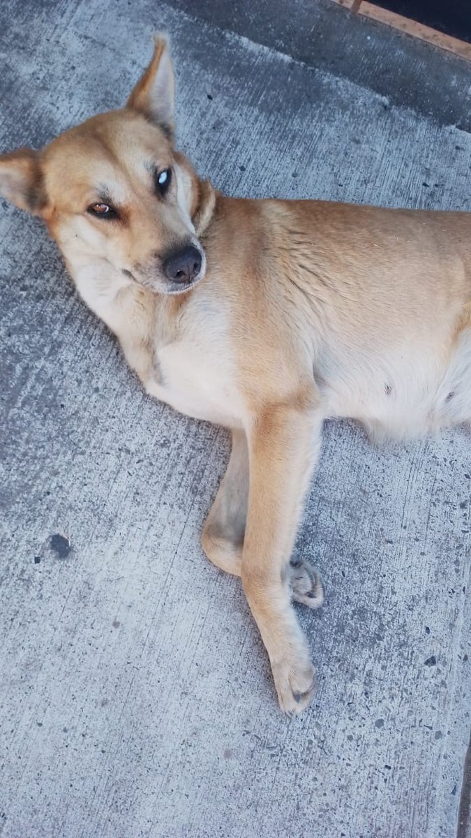 EmmiPau's tweet photo. Perritos abandonados en Col. Las Aguilas. La semana pasada una señora los bajo de su camioneta y los dejó a su suerte 😓 2 Vecinas les estan dando de comer pero no se los pueden quedar. Alguien que pueda apoyar y ser casa puente?
#ayuda #gdl #adopcion #lasaguilas @Trafico_ZMG https://t.co/kIjbD8jZzx
