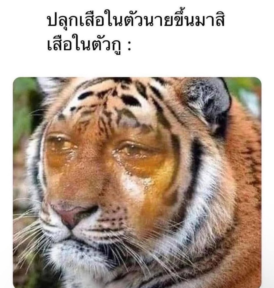 ช่างแม่ง🐰🏳️🌈 tweet media