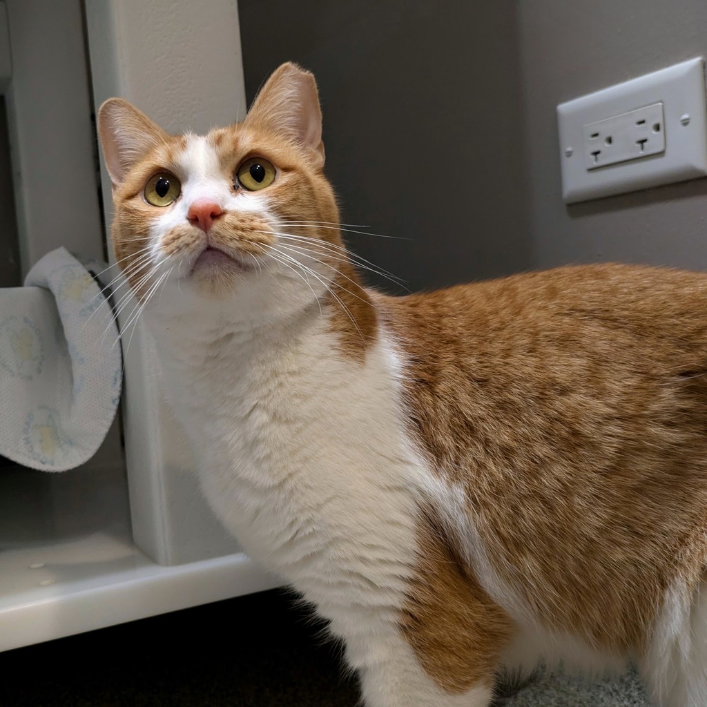 TreeHouseCats's tweet photo. #NICECAT OF THE WEEK: Fugazi 👍️✔️
This cutie will stand up against you, hug his arms around your arm, and nuzzle his face in. 🤗
#NAUGHTYCAT OF THE WEEK: Milo 👎️❌️
Milo stole his foster pawrent’s silk-covered pillow to use as his own cat bed. 🛌
#TreeHouseCats #Chicago https://t.co/qNP3GG1015