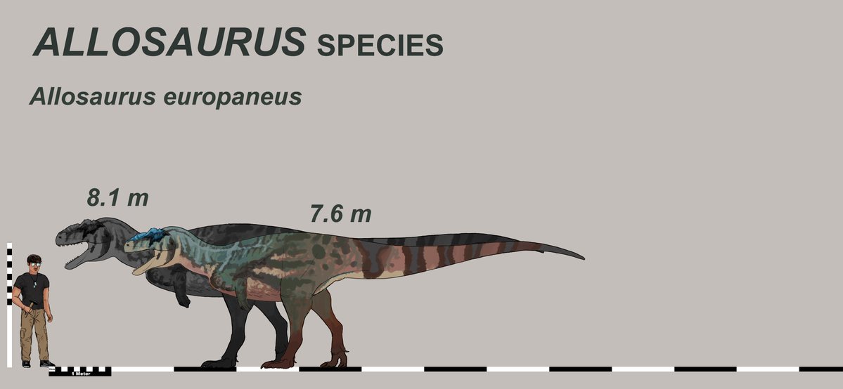 Allosaurus Fragilis Size Comparison