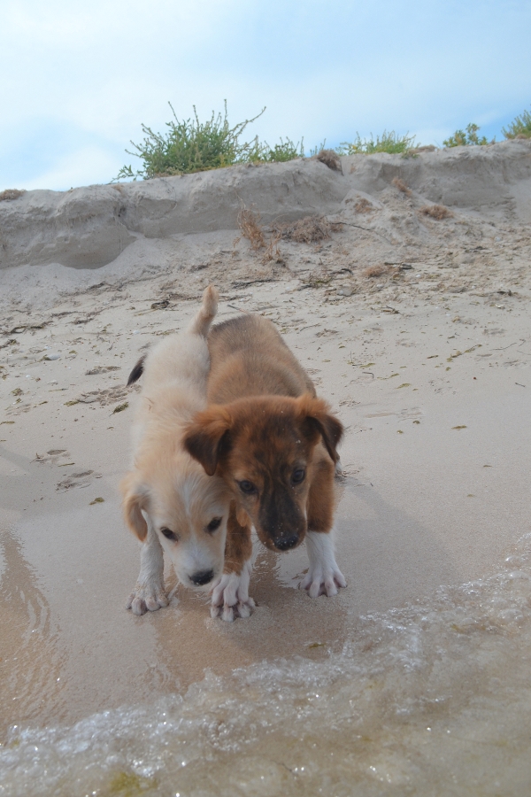 The Dogs of Celestún tweet media