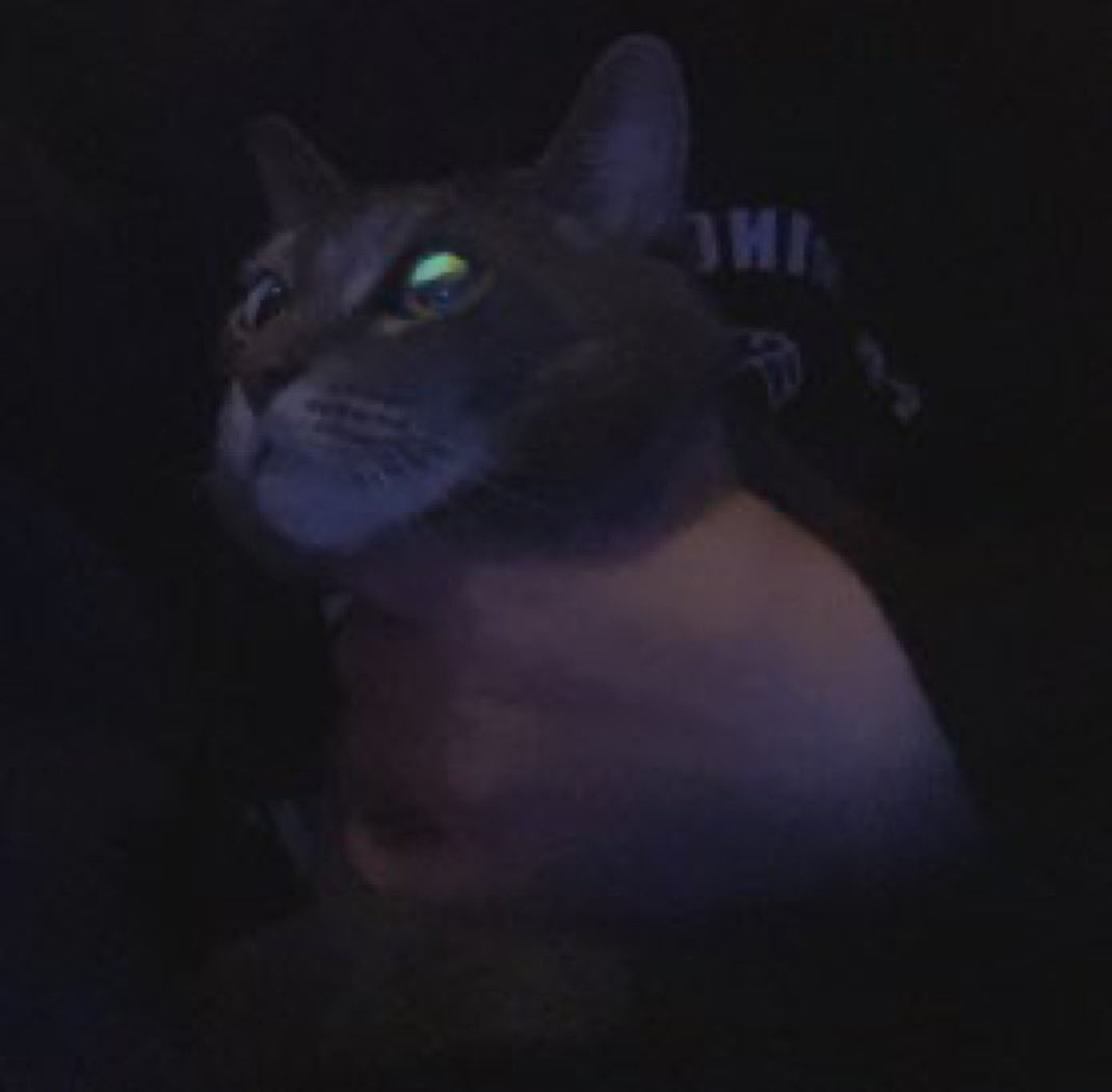 Coatesy420's tweet photo. @paco86129916 I’ve got your cat https://t.co/VjAcOqqxZ0