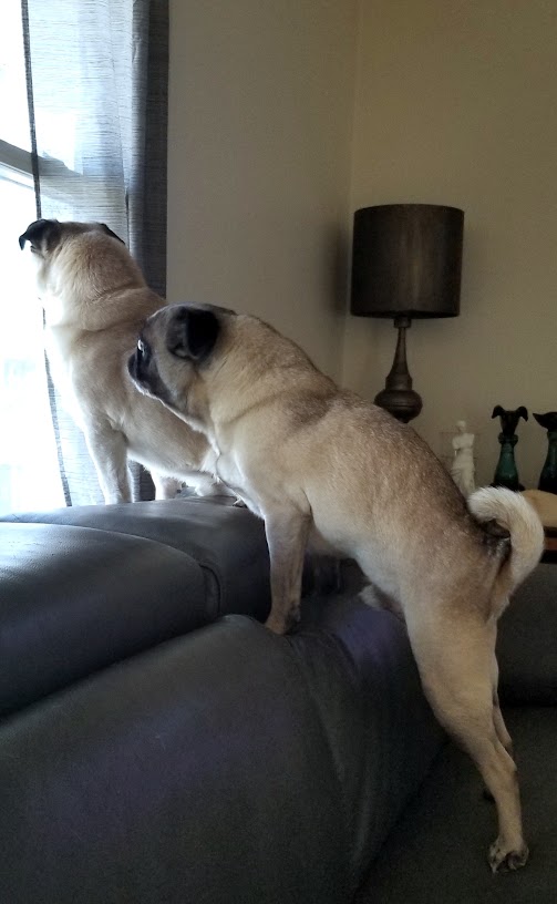LiamWonderPug's tweet photo. Just watching the cold air, boring! Schools and banks are closed today Jack.
#4dayweekend #ilwx #witchstit #dogs #pugs https://t.co/Po7Pyvj7wH