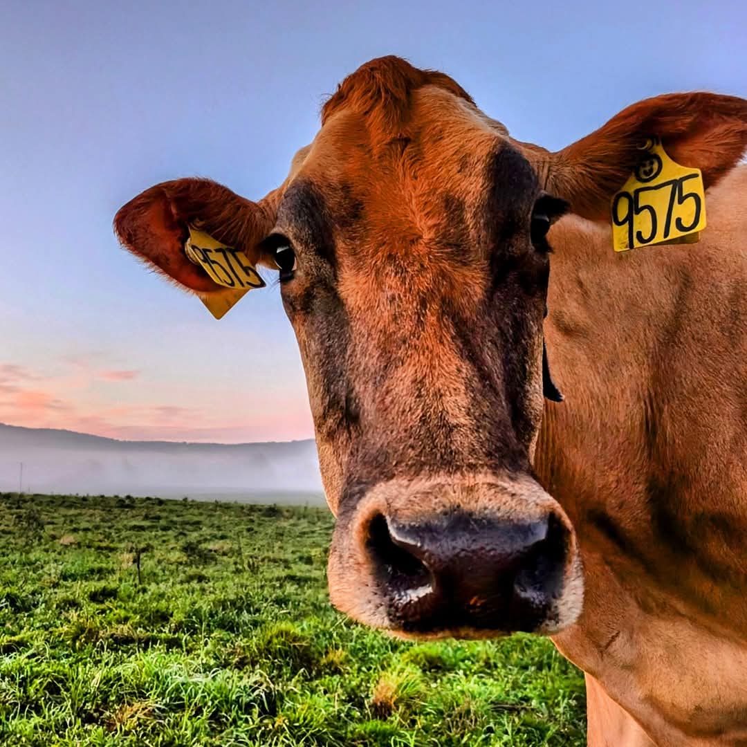 A few early morning shots from our farm