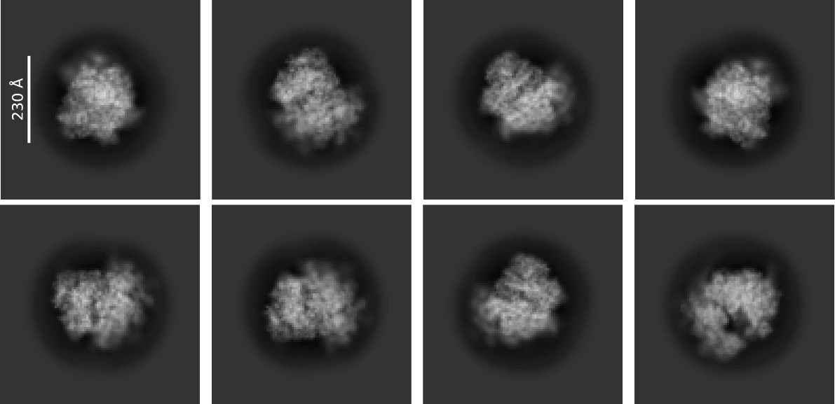 CryoEM_PNCC's tweet image. PNCC was happy to help Girodat lab of @UniversityOfArk prepare samples for data collection! These samples were frozen on PNCC&apos;s Vitrojet with preliminary processing indicating a resolution better than 2.9A! Always exciting to contribute to impactful research!