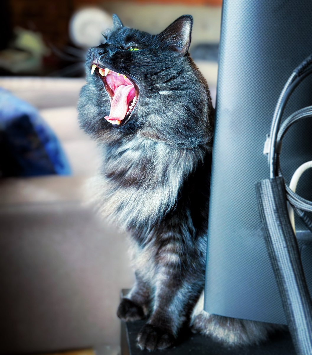 Resist 🐾🐾

#tuesdayvibe #cats #CatsOfTwitter #AdoptDontShop #CatsOnTwitter