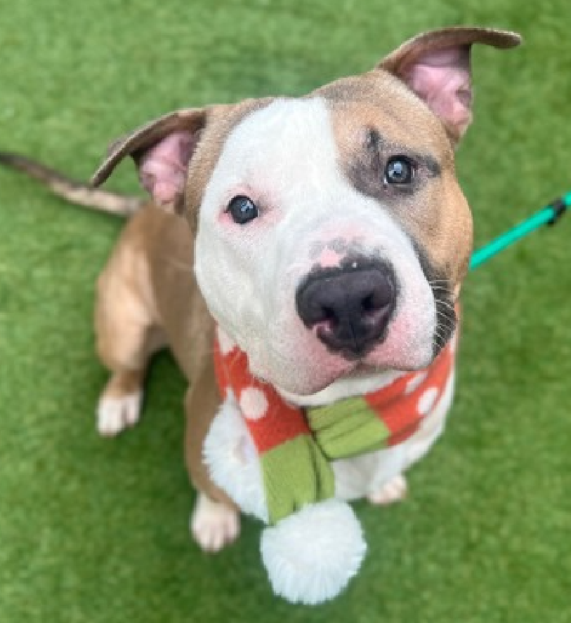 NMBewitched's tweet photo. France😍😇🥰
Need I say more?
Look at this pride, wrapped in a luscious soigné package
Who loves ZZTop
https://t.co/TRofP5Xcbw
Go #Adopt him
https://t.co/H10dOOd4Hz https://t.co/cZ4n42Gzxh