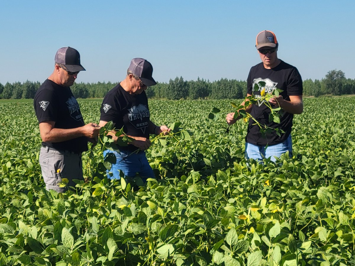 Thunder Seed tweet media