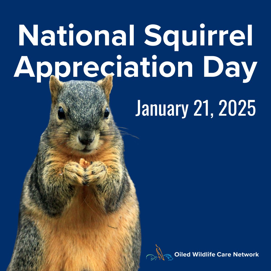 Oiled Wildlife Care Network (OWCN) tweet media