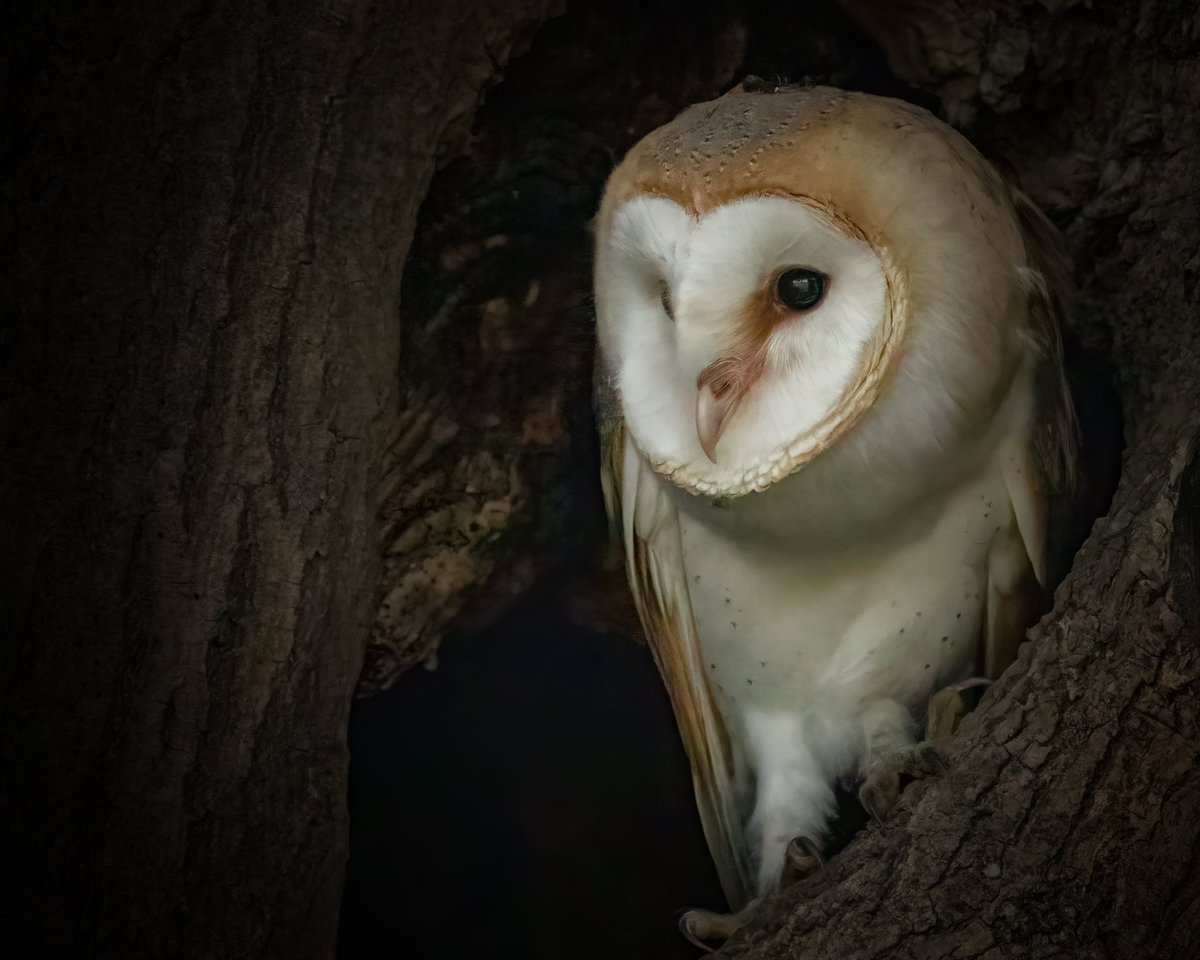 It’s my birthday this week, so when my family asked me what I wanted to do for my birthday I said “will you come and look after my dog for 3 days while I go photograph barn owls in Norfolk ?” 

My mum said ‘ of course! ‘
Best present ever! 
🦉🤍 #wildlifephotography