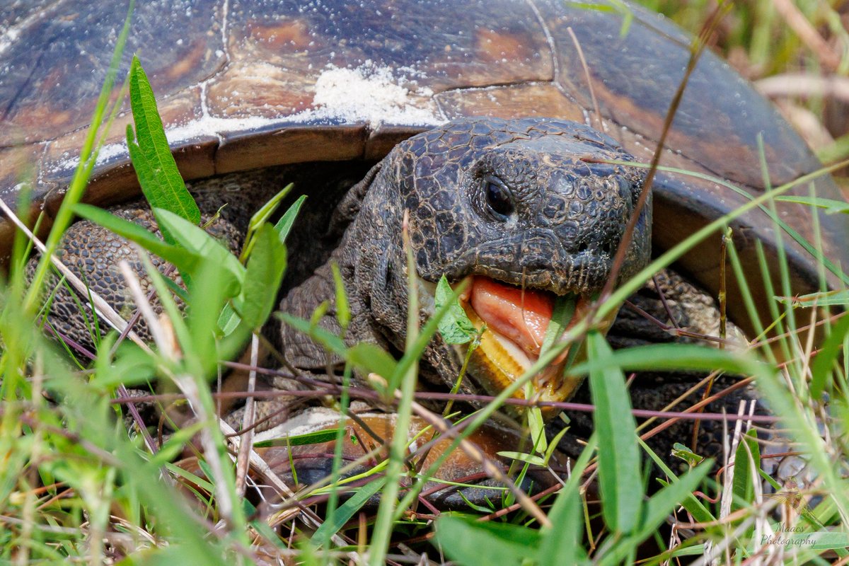 gone_mac's tweet photo. The Gopher Tortoise (Gopherus polyphemus) is a Florida keystone species. It's borrows provide shelter for over 360 different species of animals.
#Canon EOS R7
Canon Rf 100-500mm L
#gophertortoise #Gopheruspolyphemus #reptile #tortoise #canonfavpic #ShotOnCanon https://t.co/52KIbi1j53
