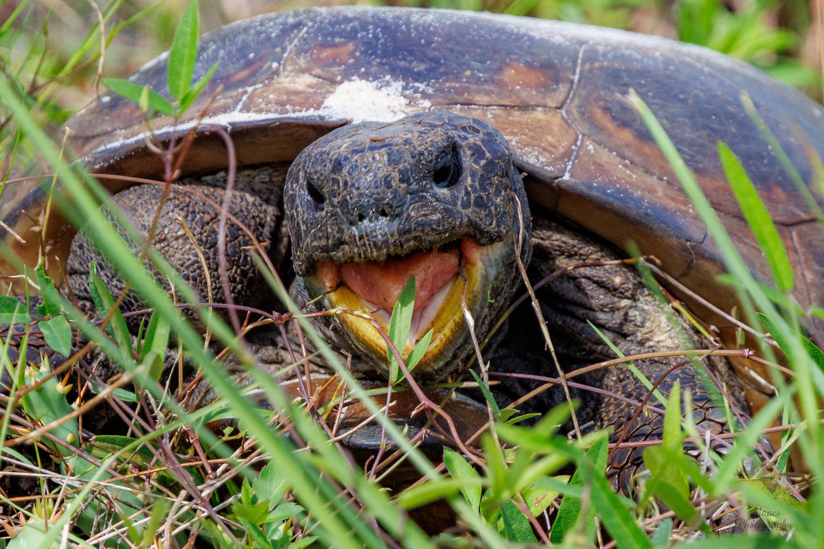 gone_mac's tweet photo. The Gopher Tortoise (Gopherus polyphemus) is a Florida keystone species. It's borrows provide shelter for over 360 different species of animals.
#Canon EOS R7
Canon Rf 100-500mm L
#gophertortoise #Gopheruspolyphemus #reptile #tortoise #canonfavpic #ShotOnCanon https://t.co/52KIbi1j53