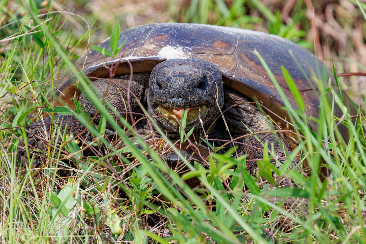 gone_mac's tweet photo. The Gopher Tortoise (Gopherus polyphemus) is a Florida keystone species. It's borrows provide shelter for over 360 different species of animals.
#Canon EOS R7
Canon Rf 100-500mm L
#gophertortoise #Gopheruspolyphemus #reptile #tortoise #canonfavpic #ShotOnCanon https://t.co/52KIbi1j53