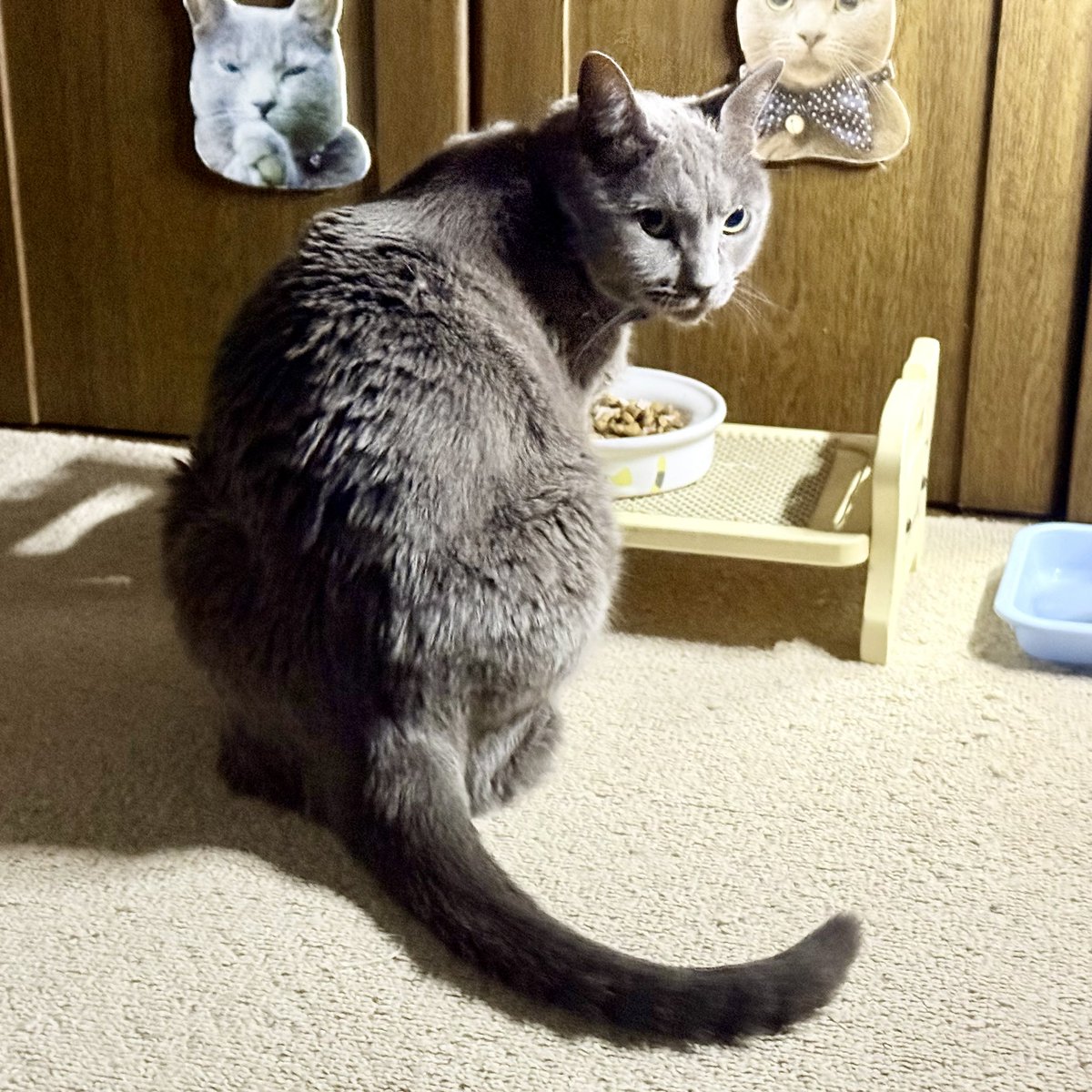 bass69s's tweet photo. 今日の、”ソラくん”　🐈‍⬛

🍚 食事中 🍽️

🐈‍⬛ ネコの背中姿は、かわいい ☺️

#猫の背中 #ネコの背中 #猫の背中姿 #ネコの背中姿 #猫の背中はなぜ丸い #食事中  #ソラくんパネル #ロシアンブルー #ソラ #ソラくん #ロシアンブルーの男の子 #猫 #オス猫 #ロシアン #2015年生 #4月生 #高崎市 #群馬県 https://t.co/3syiBdoFBZ