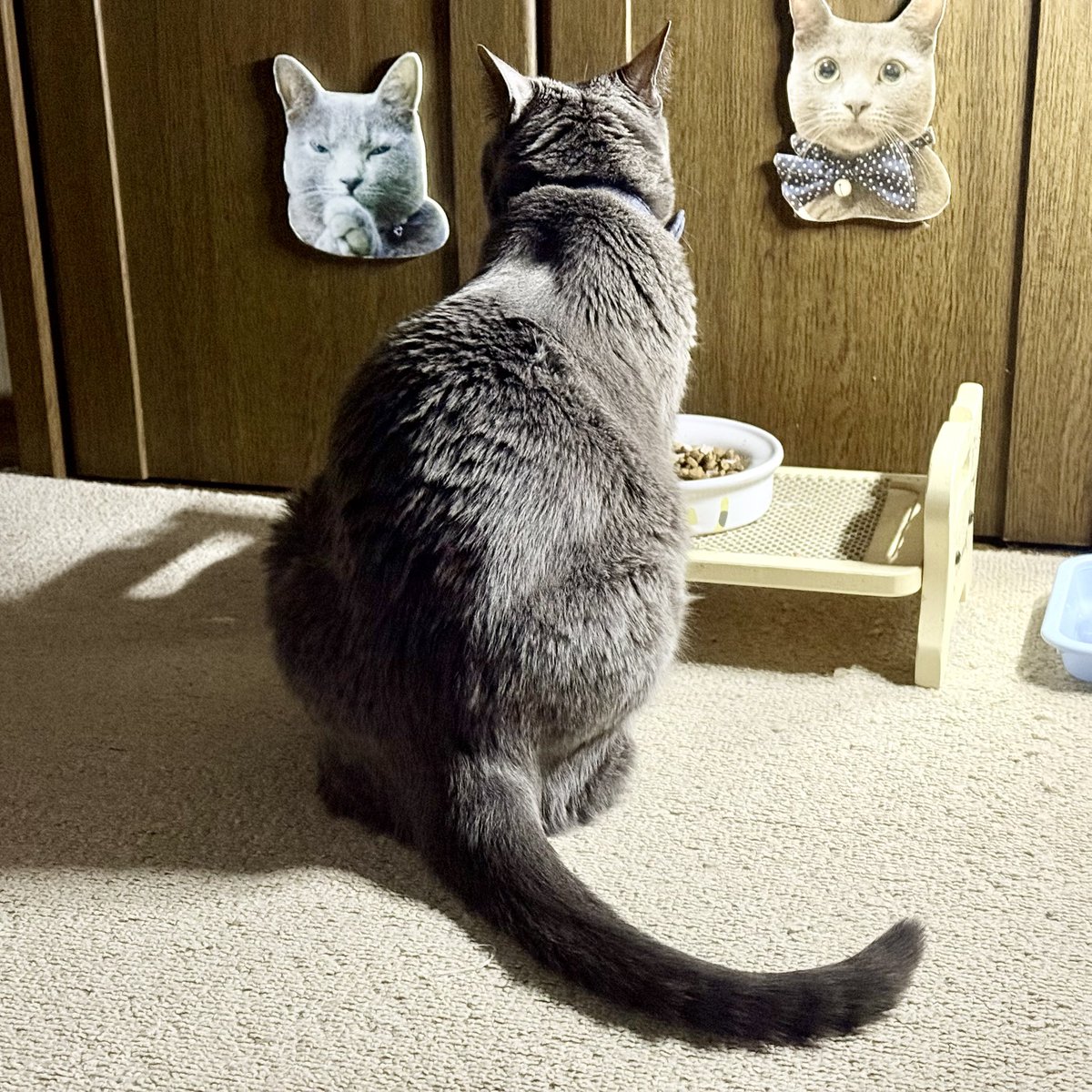bass69s's tweet photo. 今日の、”ソラくん”　🐈‍⬛

🍚 食事中 🍽️

🐈‍⬛ ネコの背中姿は、かわいい ☺️

#猫の背中 #ネコの背中 #猫の背中姿 #ネコの背中姿 #猫の背中はなぜ丸い #食事中  #ソラくんパネル #ロシアンブルー #ソラ #ソラくん #ロシアンブルーの男の子 #猫 #オス猫 #ロシアン #2015年生 #4月生 #高崎市 #群馬県 https://t.co/3syiBdoFBZ