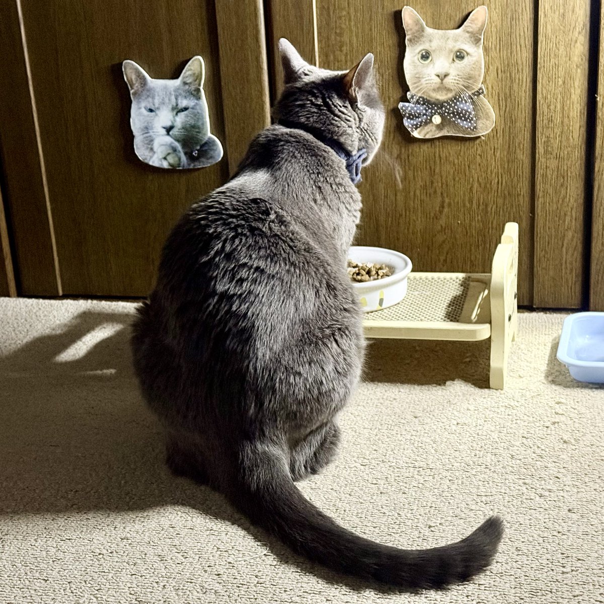 bass69s's tweet photo. 今日の、”ソラくん”　🐈‍⬛

🍚 食事中 🍽️

🐈‍⬛ ネコの背中姿は、かわいい ☺️

#猫の背中 #ネコの背中 #猫の背中姿 #ネコの背中姿 #猫の背中はなぜ丸い #食事中  #ソラくんパネル #ロシアンブルー #ソラ #ソラくん #ロシアンブルーの男の子 #猫 #オス猫 #ロシアン #2015年生 #4月生 #高崎市 #群馬県 https://t.co/3syiBdoFBZ