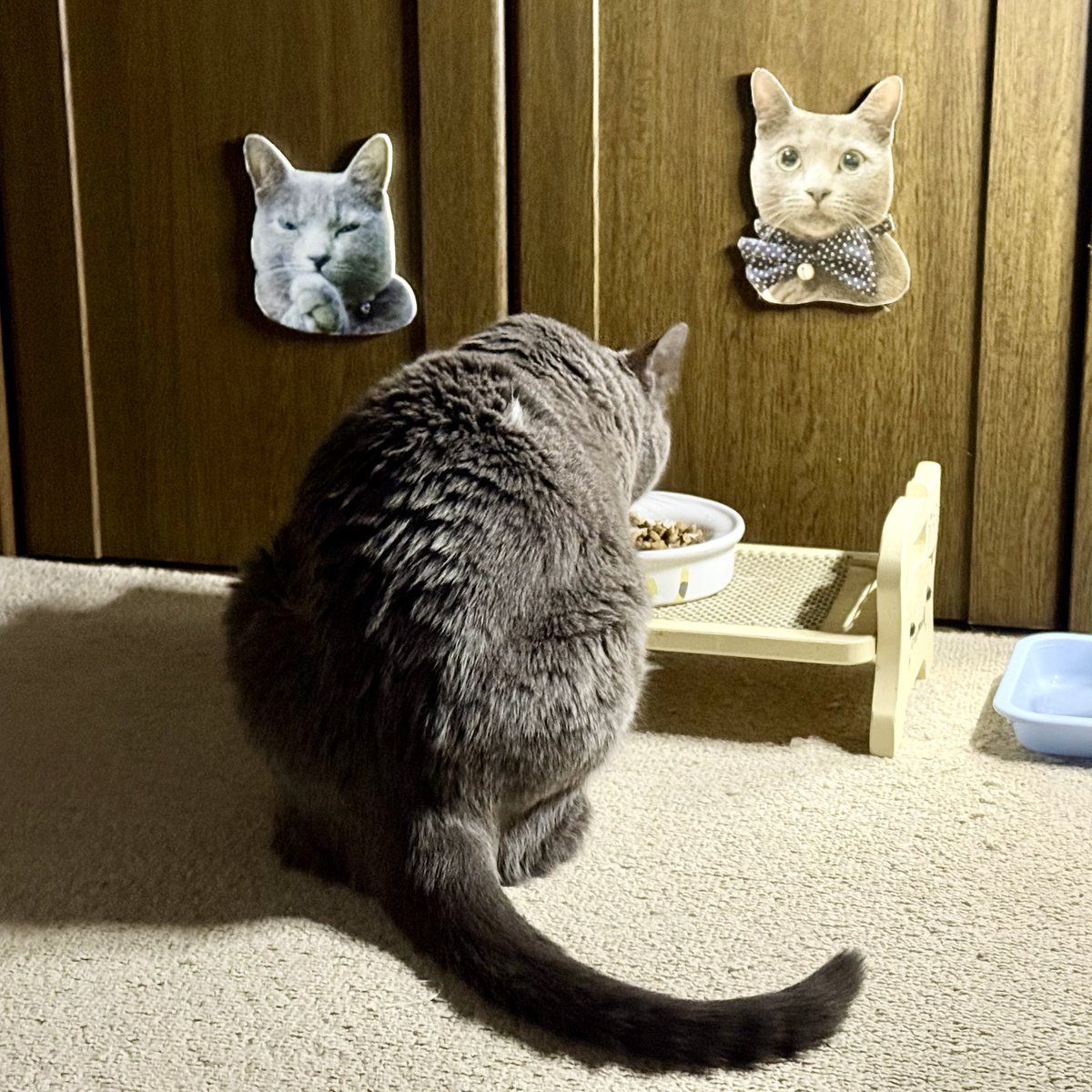 bass69s's tweet photo. 今日の、”ソラくん”　🐈‍⬛

🍚 食事中 🍽️

🐈‍⬛ ネコの背中姿は、かわいい ☺️

#猫の背中 #ネコの背中 #猫の背中姿 #ネコの背中姿 #猫の背中はなぜ丸い #食事中  #ソラくんパネル #ロシアンブルー #ソラ #ソラくん #ロシアンブルーの男の子 #猫 #オス猫 #ロシアン #2015年生 #4月生 #高崎市 #群馬県 https://t.co/3syiBdoFBZ