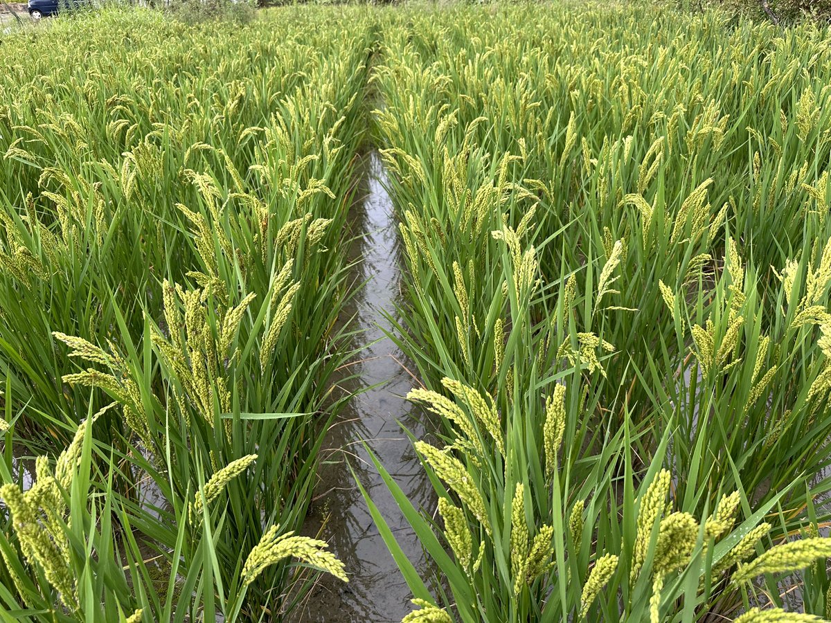 Setouchimyfarm's tweet photo. 農の真言とは

１.無農薬・特に除草剤を入れないそして、耕さない田んぼは、植物性プランクトンや藻類が多い。
彼らが光合成をするおかげで、水中の酸素量が格段とあがる。同時に微生物が増えミジンコなどの小動物が増える。

２．すると土一面にイトミミズがやってくる。
イトミミズは口に入る程度の土の粒子を食べ、それが糞としてさらに細かくして排出するので表層の泥が次第にトロトロになっていく。

３．又、イトミミズが泥を攪拌することで、表面に酸化層ができにくくなる。

４．彼らは尾っぽの表面から酸素を取り込み呼吸し、次々に糞をする。

５．そして水中にアンモニアやリン酸が溶け出すことで藻類やウキクサが増える。

６．藻類の死骸は、イトミミズや微生物のエサとなり、発芽したばかりの草は、浮いてしまうので生育できない。（雑草が生えない）

７．そのうち、田んぼの土の表面・表層が還元状態になるのでアンモニアやリン酸が、土中や水中に溶け出す。（天然の肥料成分が増える）

８．トロトロ層の中では、イトミミズや微生物の働きで分解された有機物が、イネの根に吸われやすくなって生育が著しく盛んになる。（根張りが良くなる）

９．経費もかからず、収量が増え、なにより雑味の無い美味しいお米として喜んでいただける。

１０．結局、農薬を使わない、除草剤を散布しないことが、無肥料につながり、収量の多い美味しい米となる。

師福岡正信翁の「何もしないことが最高の農法になる」こそ、農における真言である。

#自然農法 #何もしない事が最高の農法になる 
#イトミミズ