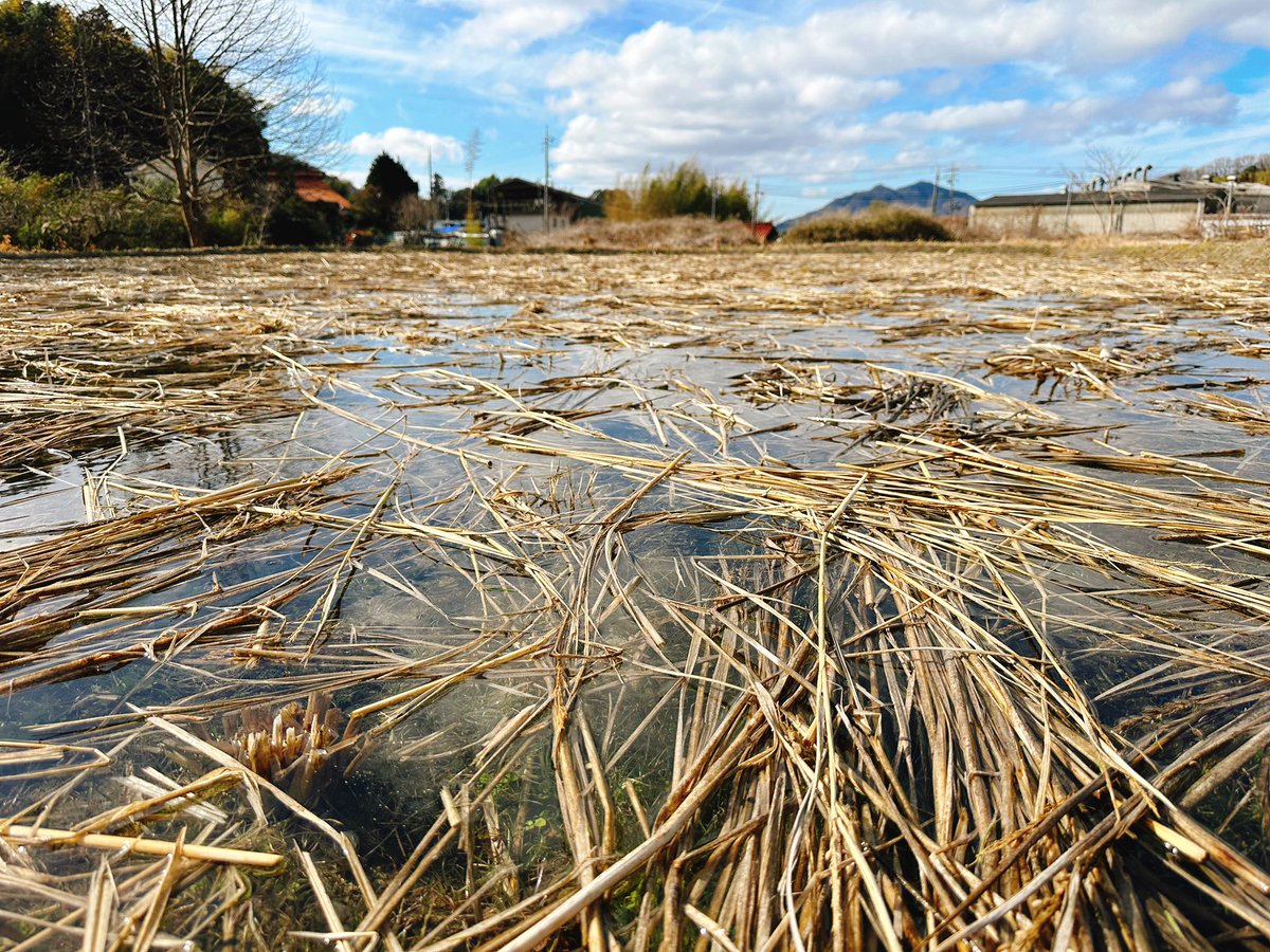Setouchimyfarm's tweet photo. 農の真言とは

１.無農薬・特に除草剤を入れないそして、耕さない田んぼは、植物性プランクトンや藻類が多い。
彼らが光合成をするおかげで、水中の酸素量が格段とあがる。同時に微生物が増えミジンコなどの小動物が増える。

２．すると土一面にイトミミズがやってくる。
イトミミズは口に入る程度の土の粒子を食べ、それが糞としてさらに細かくして排出するので表層の泥が次第にトロトロになっていく。

３．又、イトミミズが泥を攪拌することで、表面に酸化層ができにくくなる。

４．彼らは尾っぽの表面から酸素を取り込み呼吸し、次々に糞をする。

５．そして水中にアンモニアやリン酸が溶け出すことで藻類やウキクサが増える。

６．藻類の死骸は、イトミミズや微生物のエサとなり、発芽したばかりの草は、浮いてしまうので生育できない。（雑草が生えない）

７．そのうち、田んぼの土の表面・表層が還元状態になるのでアンモニアやリン酸が、土中や水中に溶け出す。（天然の肥料成分が増える）

８．トロトロ層の中では、イトミミズや微生物の働きで分解された有機物が、イネの根に吸われやすくなって生育が著しく盛んになる。（根張りが良くなる）

９．経費もかからず、収量が増え、なにより雑味の無い美味しいお米として喜んでいただける。

１０．結局、農薬を使わない、除草剤を散布しないことが、無肥料につながり、収量の多い美味しい米となる。

師福岡正信翁の「何もしないことが最高の農法になる」こそ、農における真言である。

#自然農法 #何もしない事が最高の農法になる 
#イトミミズ