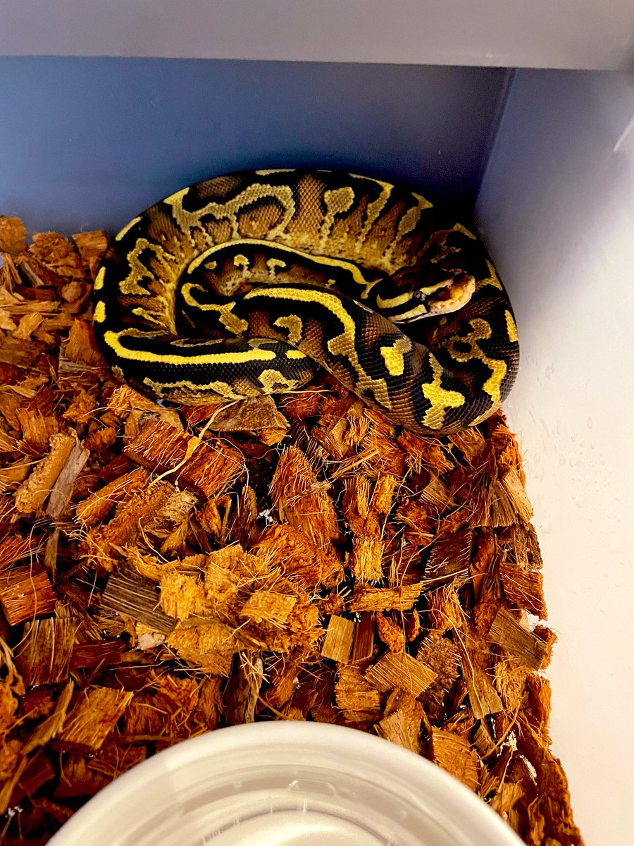 dada_pythons's tweet image. 温浴おつ
また綺麗になったね〜
この子も赤さ、黒さ、乱れ具合良き
0.1 Super Asphalt