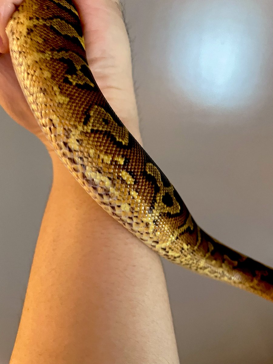 dada_pythons's tweet image. 温浴おつ
また綺麗になったね〜
この子も赤さ、黒さ、乱れ具合良き
0.1 Super Asphalt