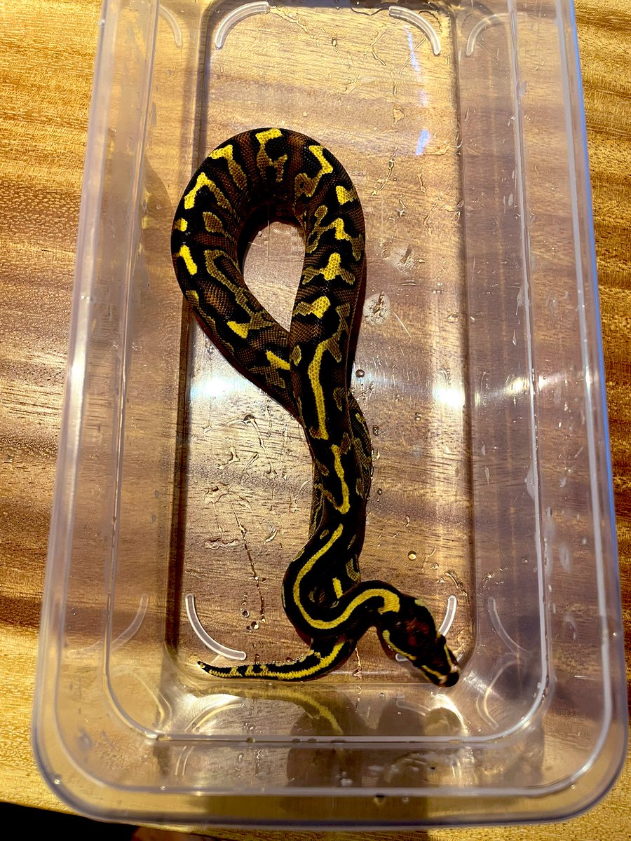 dada_pythons's tweet image. 温浴おつ
また綺麗になったね〜
この子も赤さ、黒さ、乱れ具合良き
0.1 Super Asphalt