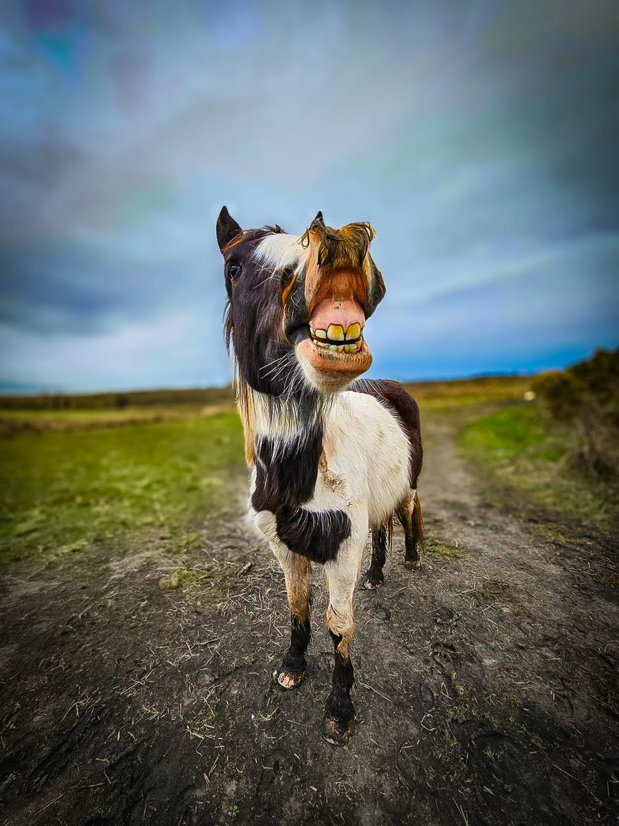 Say cheeseeeeeee 😁#horses #NorthernIreland #equestrian #photography #Ireland