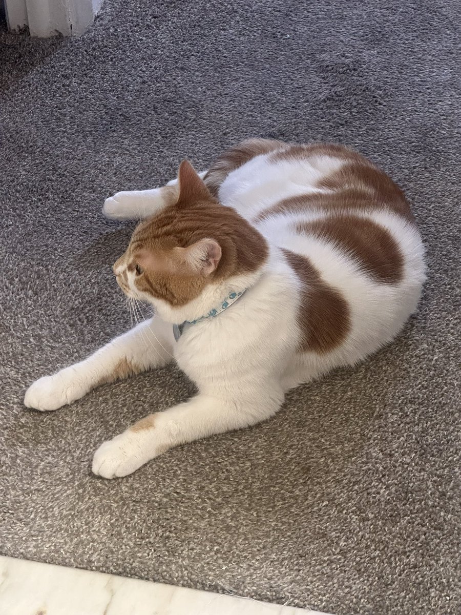 oranglilboi1's tweet photo. Mom thinks I look like a kohaku koi fish…she looking into koi fish more at work. https://t.co/sqyO5LVABQ