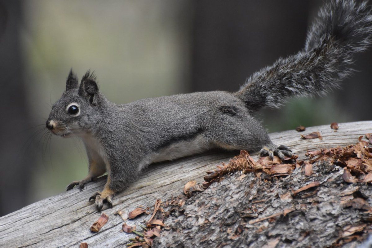 Beth Pratt (@bethpratt) on Twitter photo I just love the Douglas squirrels or chickarees as they are nicknamed-their loud chatter and playful antics are always fun to encounter in the Yosemite high country.
Part of my ode to the chickaree, from my upcoming book Yosemite Wildlife with the <a href="/YoseConservancy/">Yosemite Conservancy</a>
In my I just love the Douglas squirrels or chickarees as they are nicknamed-their loud chatter and playful antics are always fun to encounter in the Yosemite high country.
Part of my ode to the chickaree, from my upcoming book Yosemite Wildlife with the <a href="/YoseConservancy/">Yosemite Conservancy</a>
In my