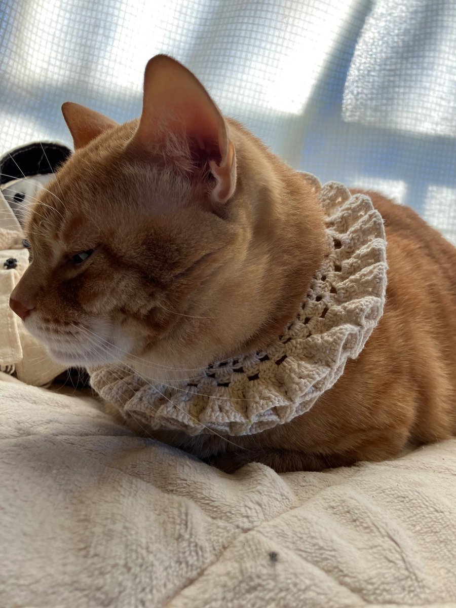 moz_'s tweet photo. 編み物ブームと聞いたので、去年王様に編んだエリザベスカラー見て見てする。 https://t.co/QrFcYiza3f