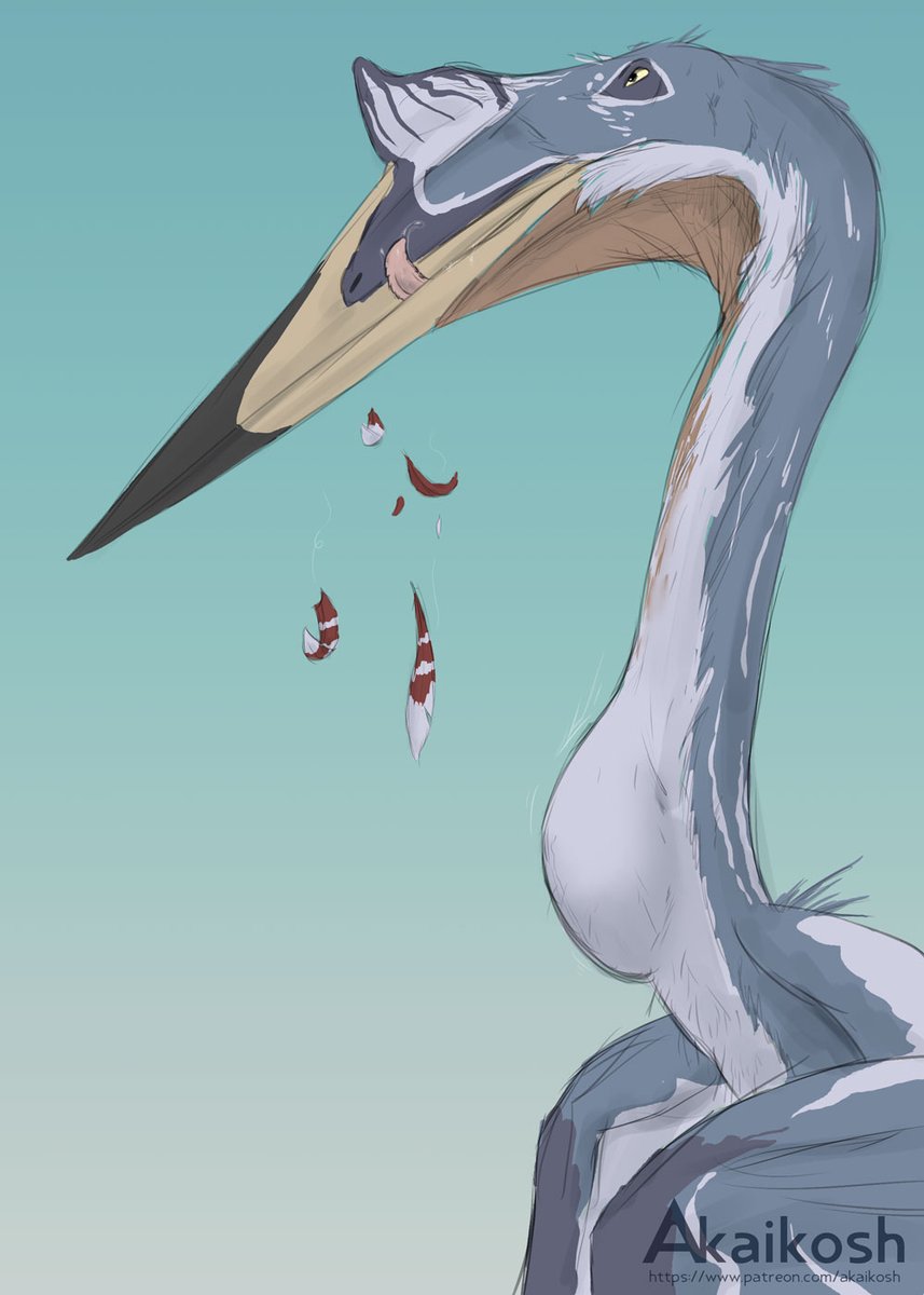 AkaikoshWyvern's tweet image. Pterosaur Ptuesday - Day 8

Back to simpler drawings! Quetzalcoatlus downing a raptor of some kind, making a lovely lump in their long neck