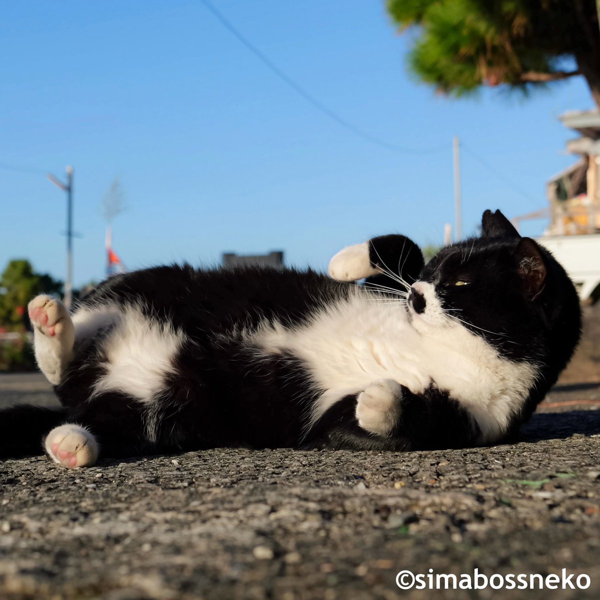 simabossneko's tweet photo. もふられ待ち✨
Fluffy body❣️

#ふわふわ #猫 #cat https://t.co/2dGuaK52DX